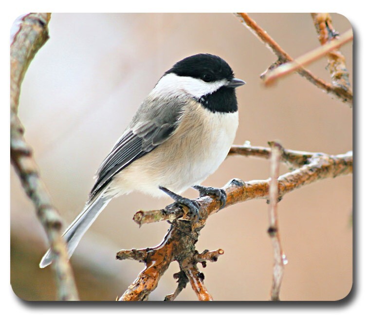 Chickadee ~ Mouse Pad / PC Mousepad ~ Bird Watching Feeder Birding Lover Gift