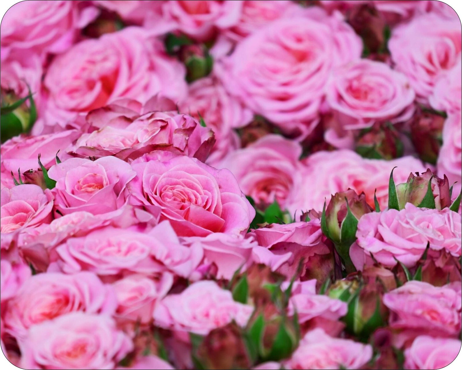 Pink Roses Flowers Floral  Photo Art Designs Novelty Mouse Pad