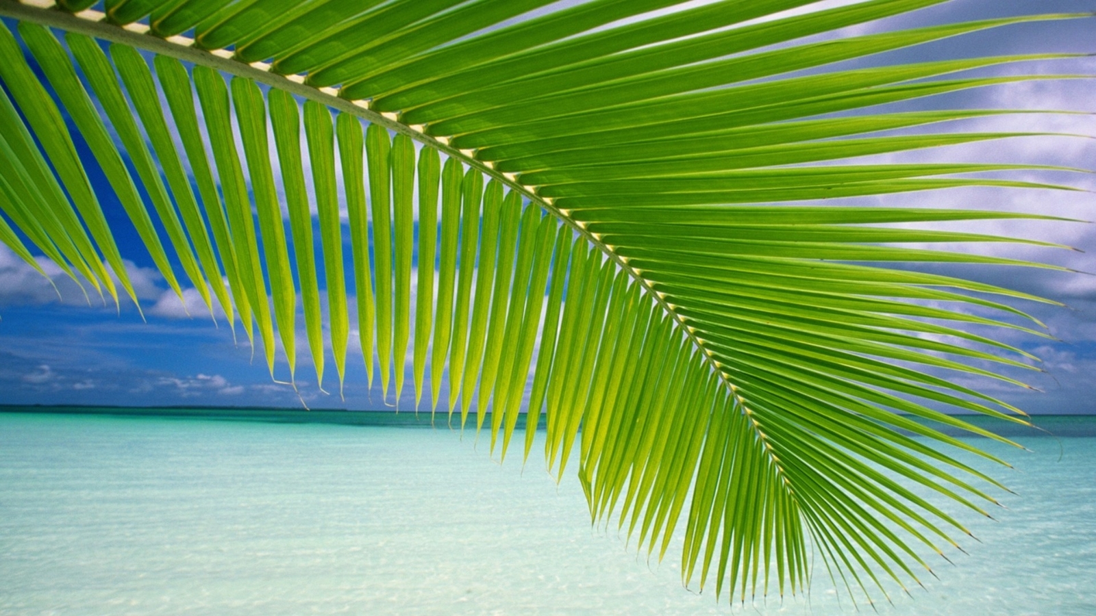 Landscape palm trees beach green sea horizon tropical Custom Gaming Mat Desk