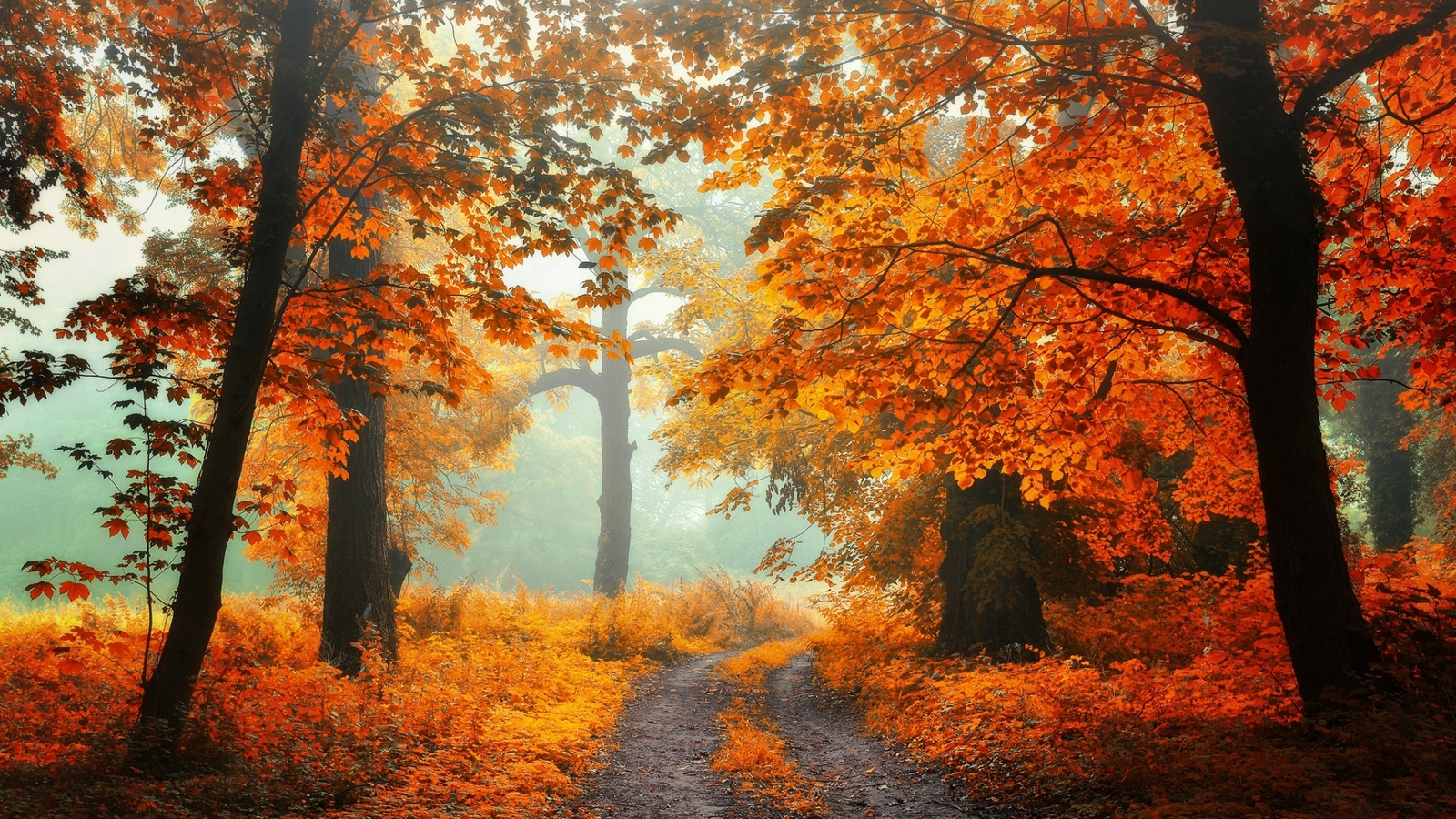 Landscape nature trees forest fall dirt road fallen Custom Gaming Mat Desk