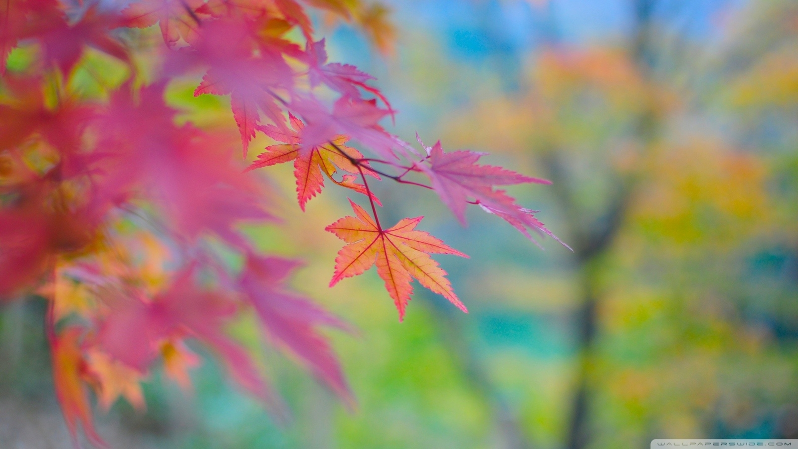 Landscape macro leaves fall Custom Gaming Mat Desk