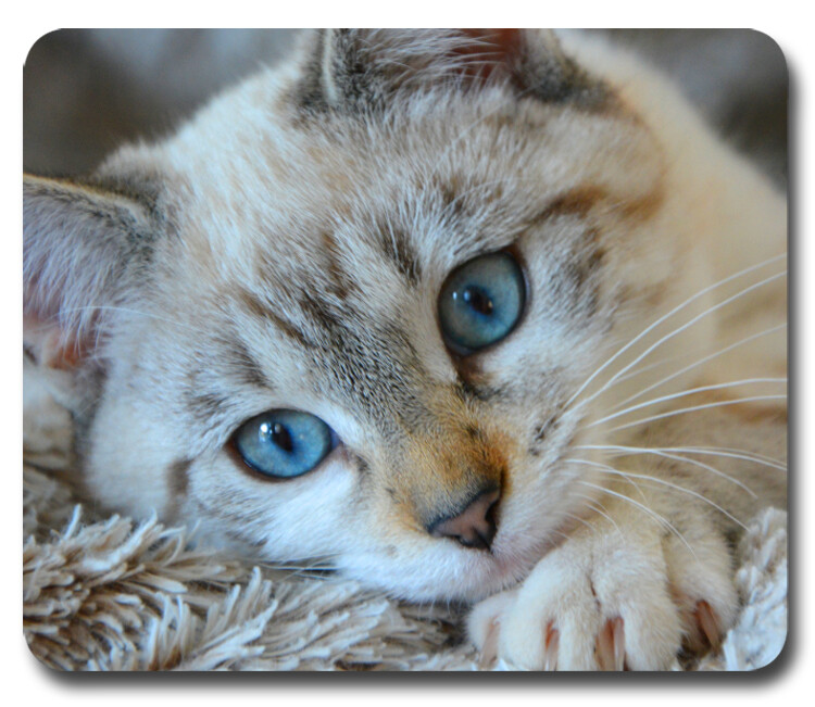 Blue Eyed, White Cat / Kitten ~ Mouse Pad / PC Mousepad ~ Cat Lovers Great Gift