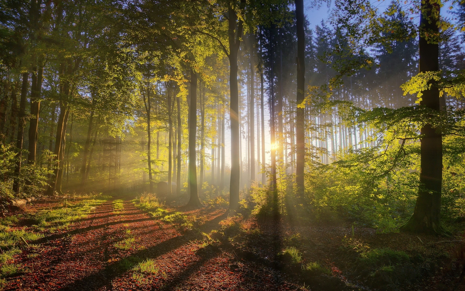 Landscape nature sunset forest sunlight path r natural Custom Gaming Mat Desk