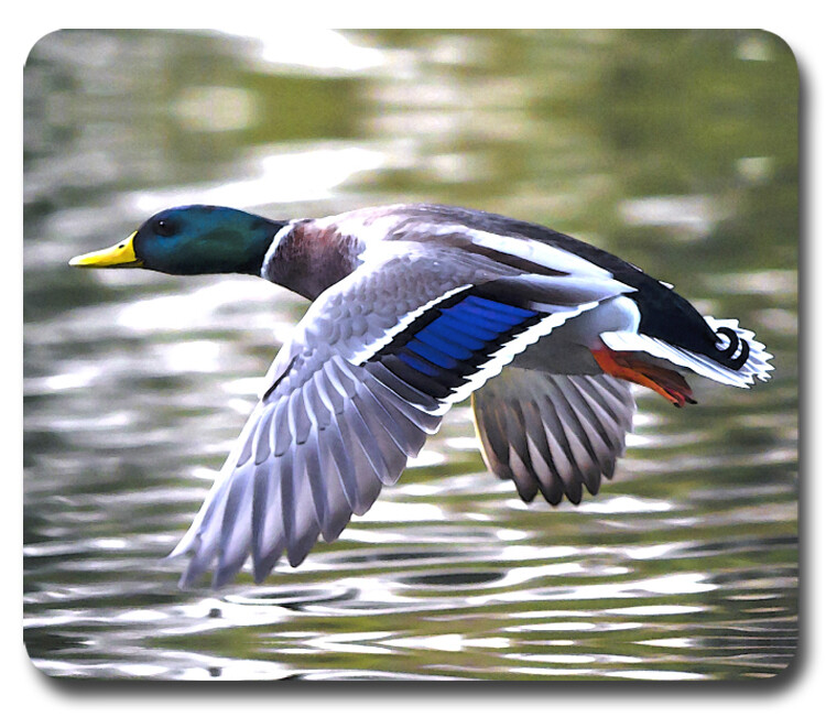 Mallard Drake Duck Hunting ~ Mousepad / PC Mouse Pad ~ Gifts for Hunter Outdoors