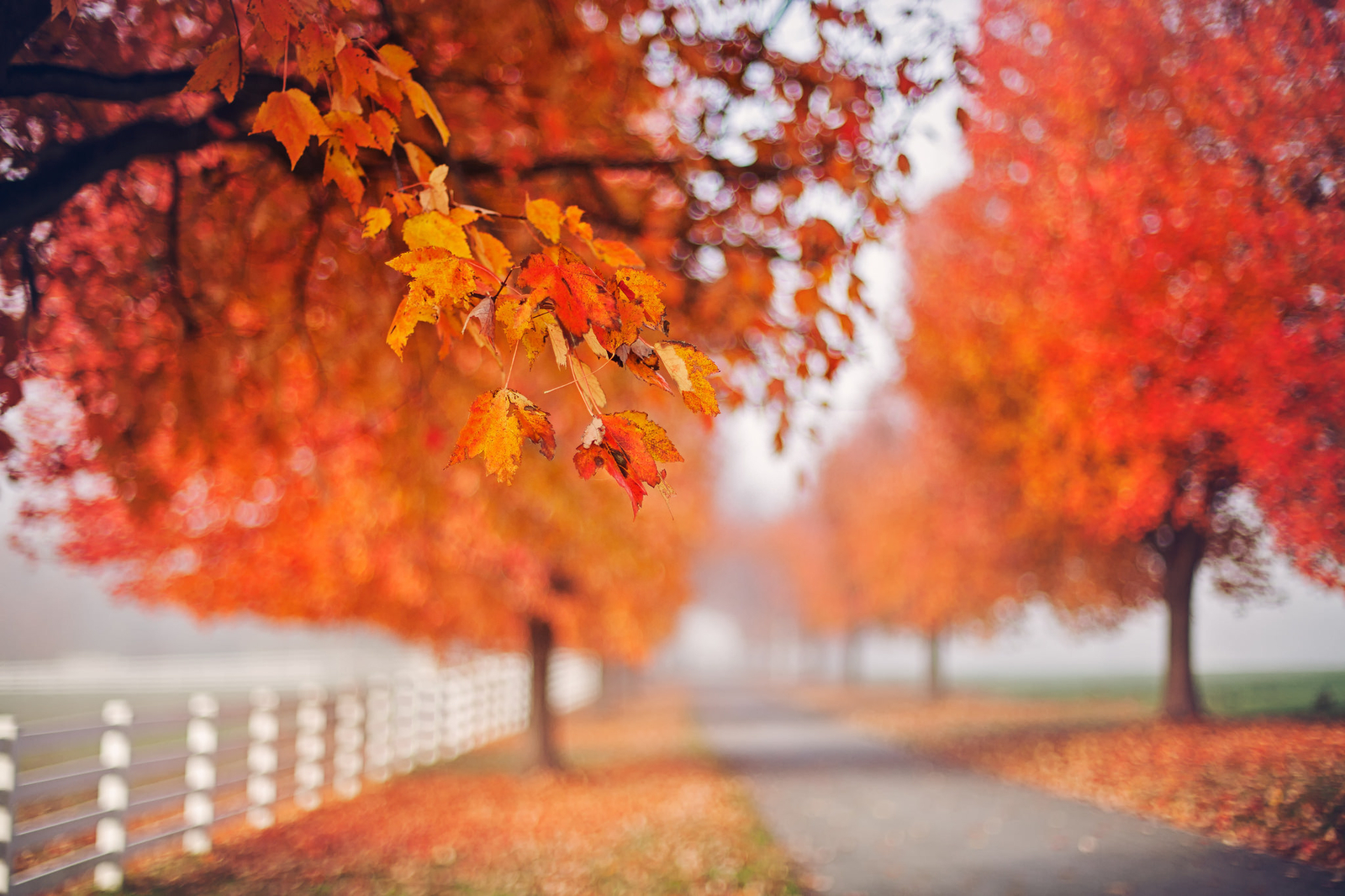 Landscape outdoors fall leaves trees depth of Custom Gaming Mat Desk