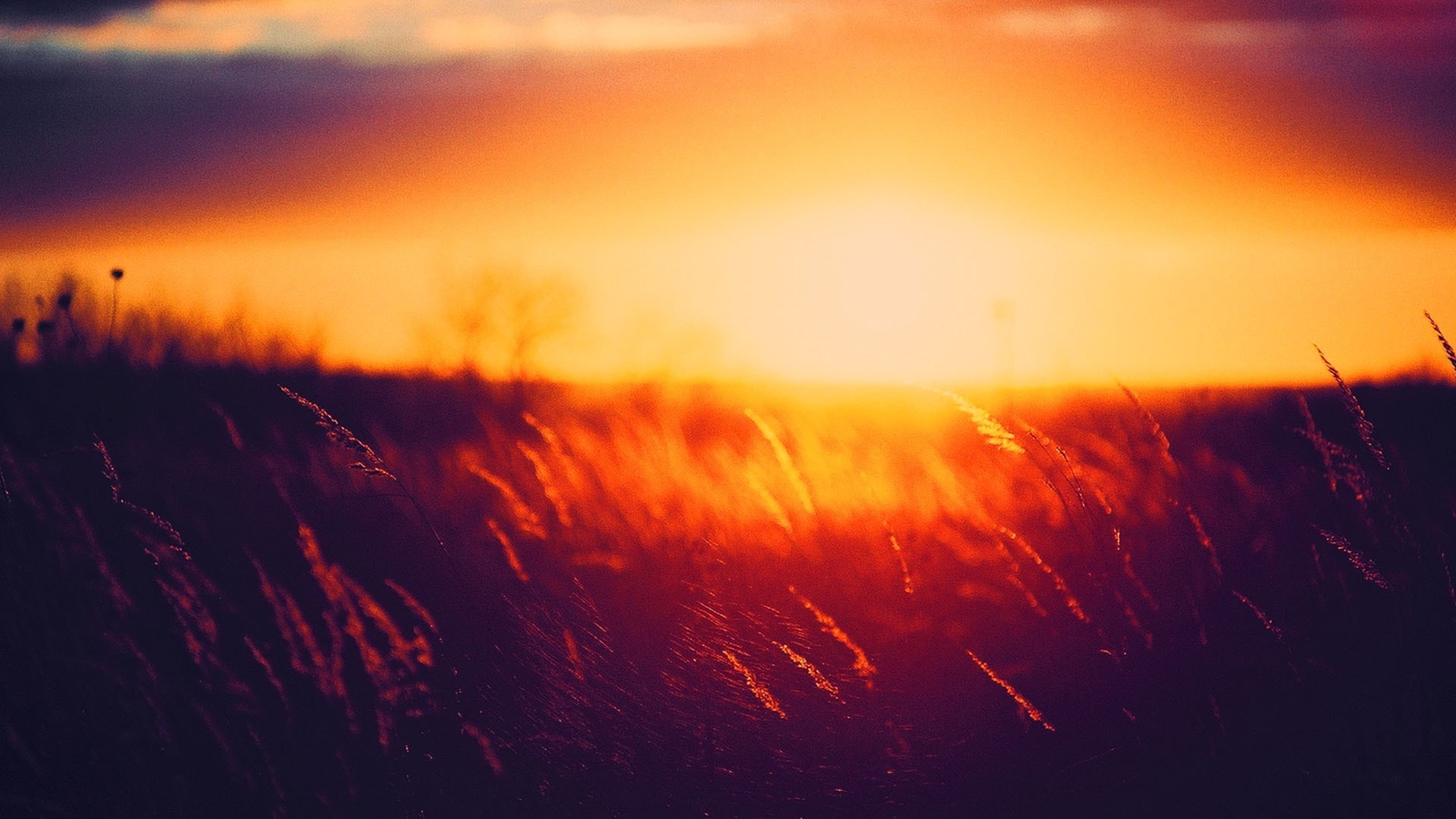 Landscape nature sunlight grass sunset golden Custom Gaming Mat Desk