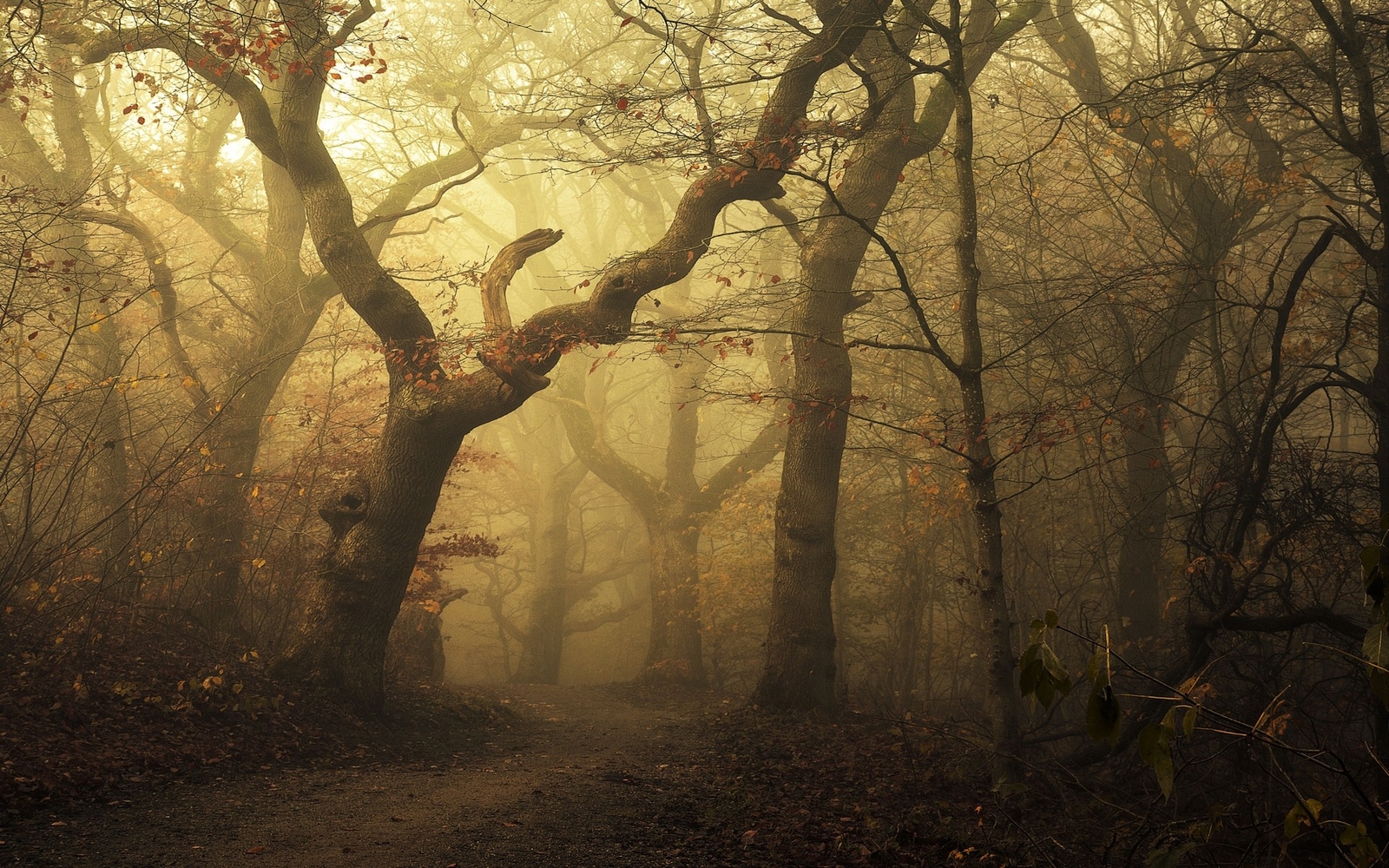 Landscape mist morning nature forest path leaves trees Custom Gaming Mat Desk