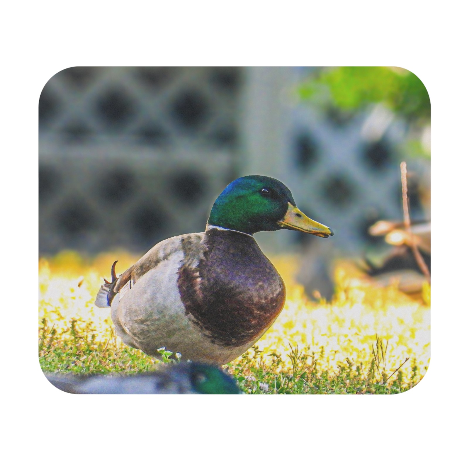 Mallard Duck Mouse Pad | Duck Photograph Desk Mat