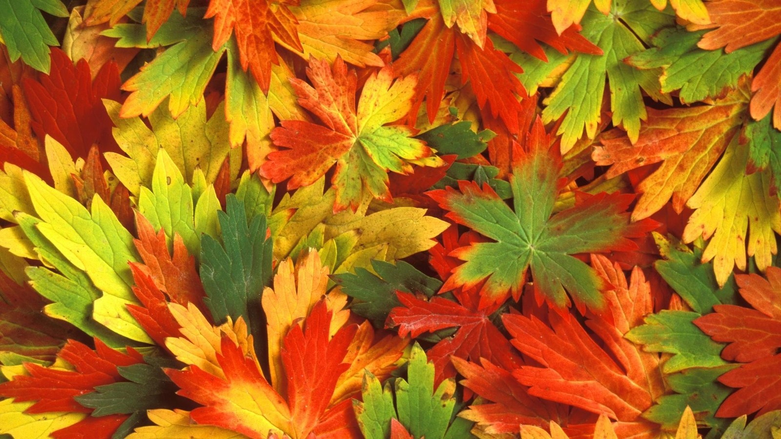 Landscape fall leaves Custom Gaming Mat Desk