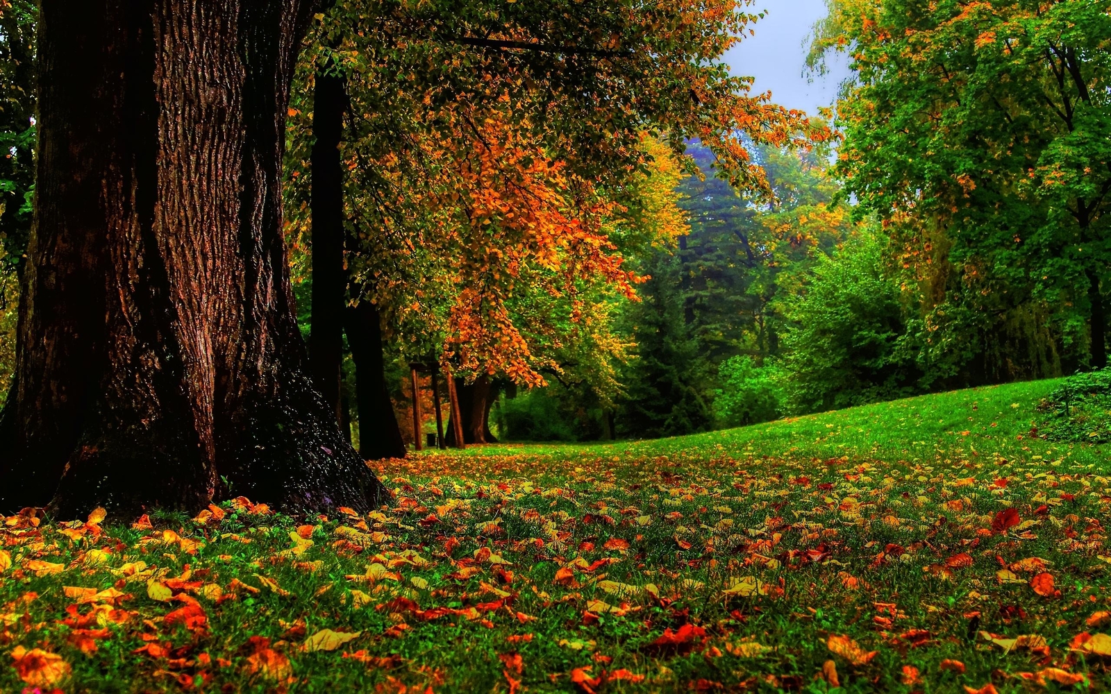 Landscape nature fall trees fallen Custom Gaming Mat Desk