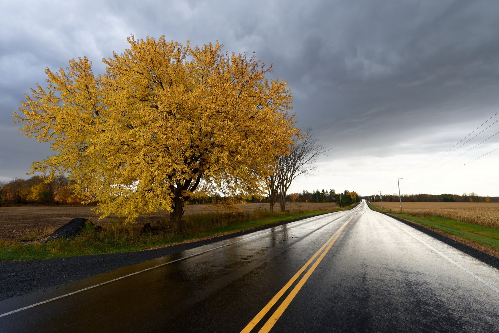 Landscape road asphalt fall trees wet street Custom Gaming Mat Desk