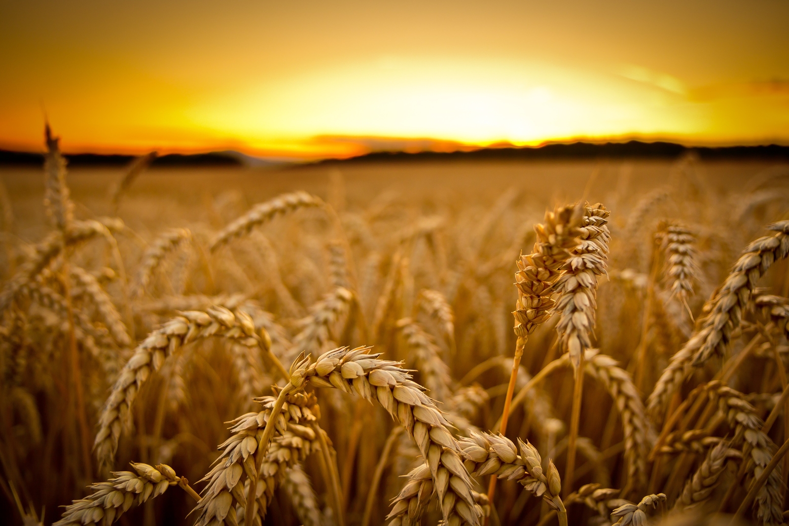 Landscape field sunset macro wheat depth of sunlight Custom Gaming Mat Desk