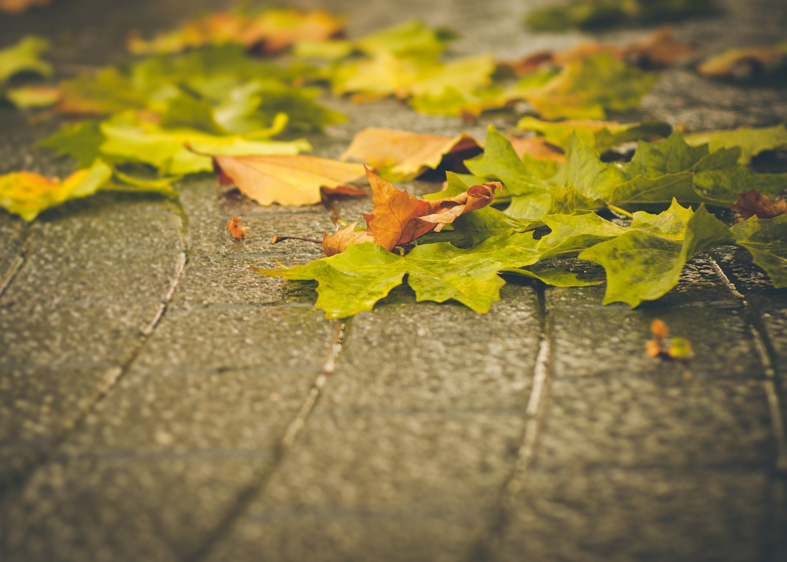 Landscape macro fallen leaves fall urban Custom Gaming Mat Desk