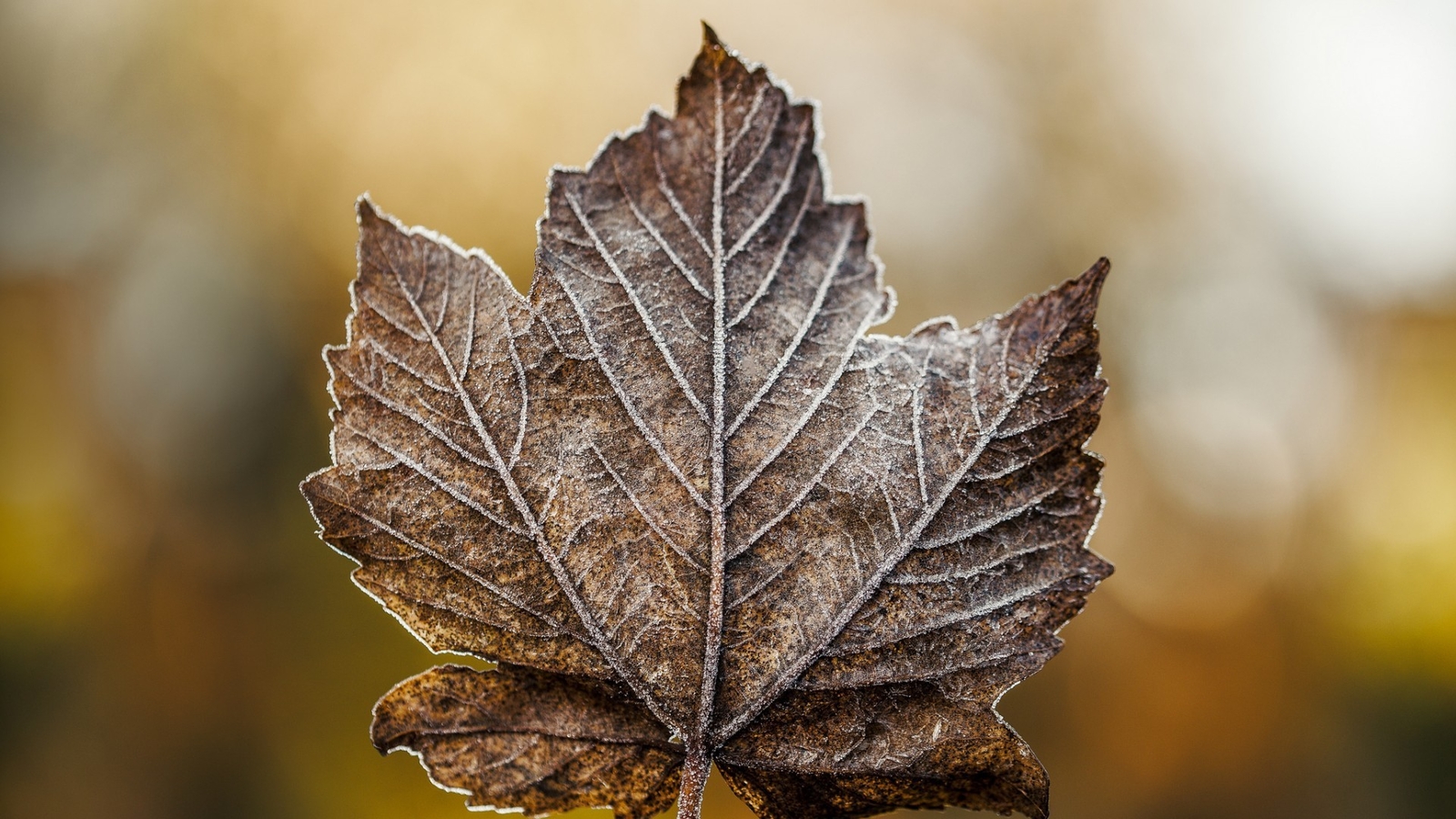Landscape macro fall nature leaves Custom Gaming Mat Desk