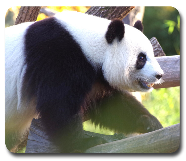 PANDA BEARS ~ Mouse Pad / PC Mousepad ~ Cute Wildlife China Bamboo Nature GIFT