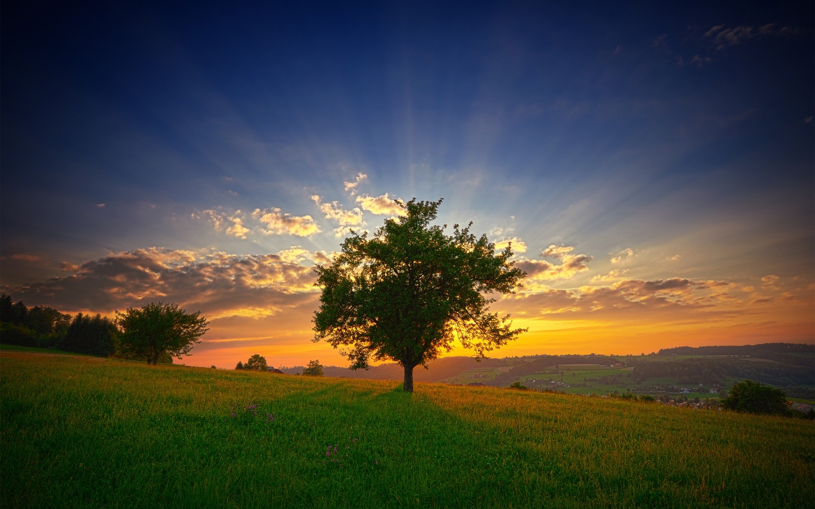 Landscape trees nature sunset sunlight field summer Custom Gaming Mat Desk