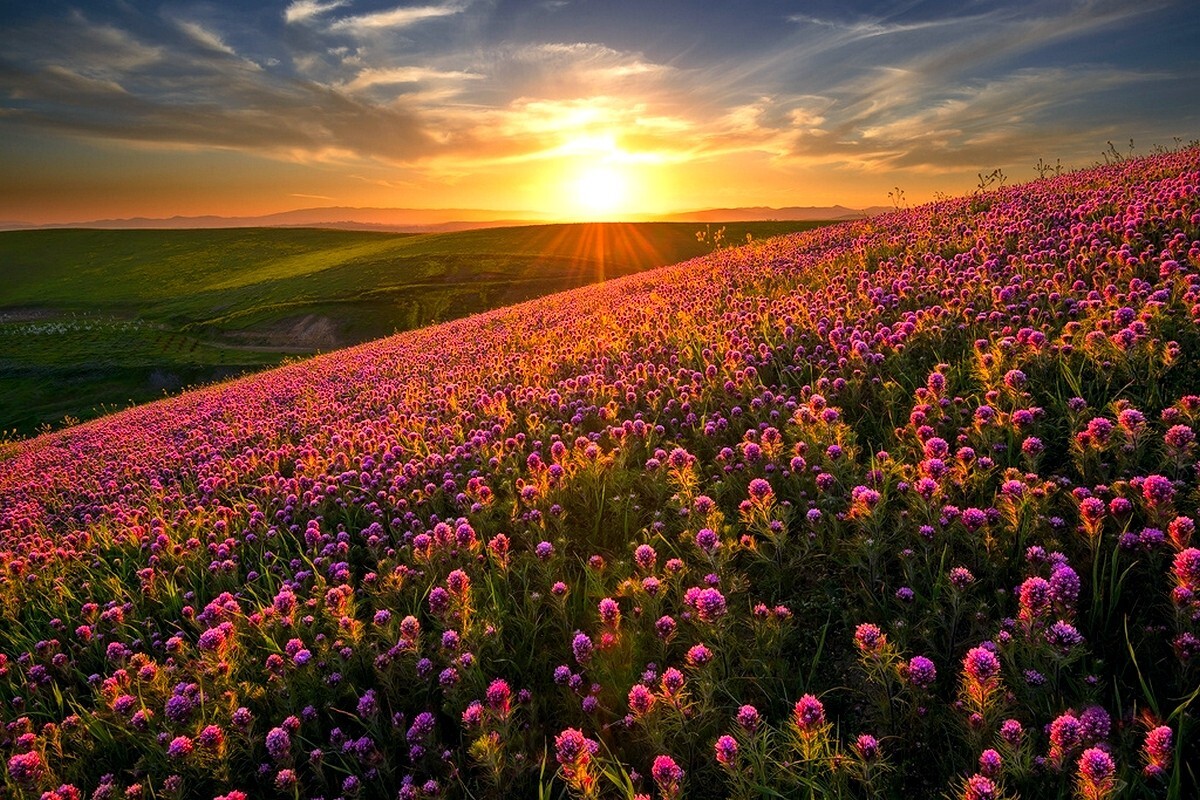 Landscape nature sunset flowers hills field spring Custom Gaming Mat Desk