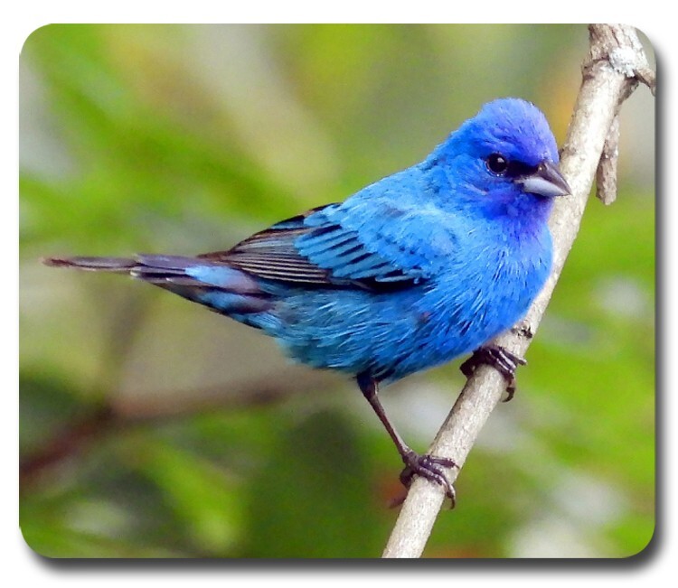 Indigo Bunting ~ Mouse Pad / Mousepad ~ Bird Watching Feeder Birding Lover Gift