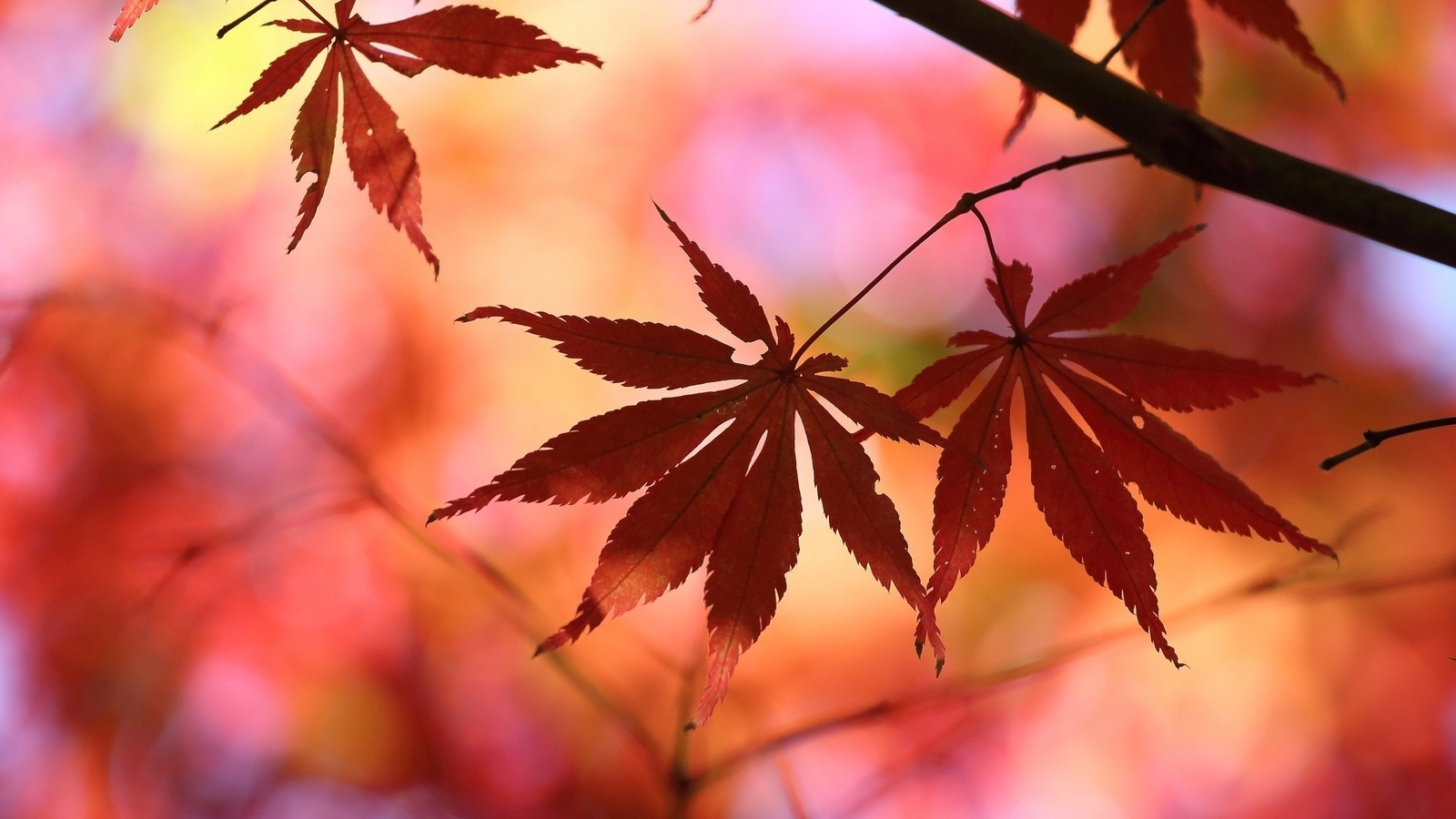 Landscape leaves nature fall blurred Custom Gaming Mat Desk