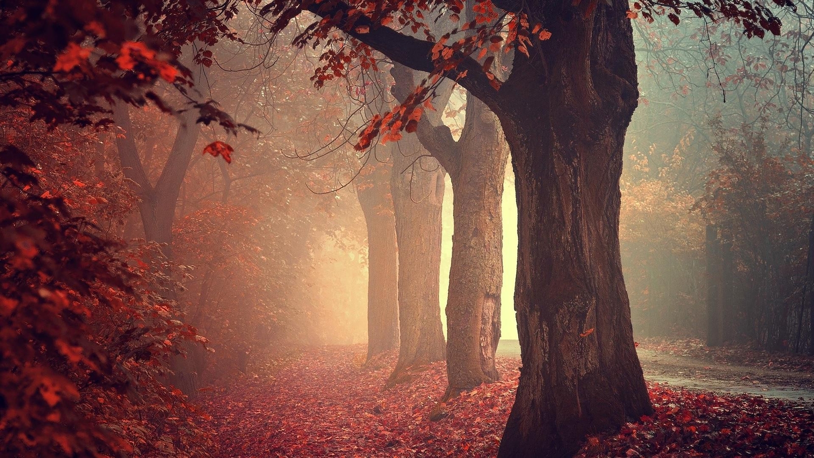 Landscape fall mist trees nature leaves forest Custom Gaming Mat Desk