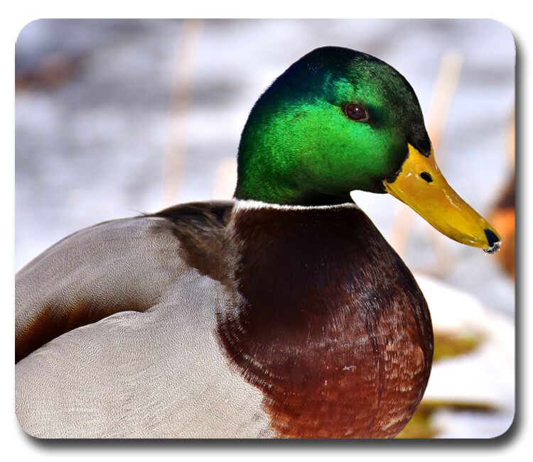 Mallard Duck Drake ~ Mousepad / PC Mouse Pad ~ Gifts for Hunter Hunting Outdoors