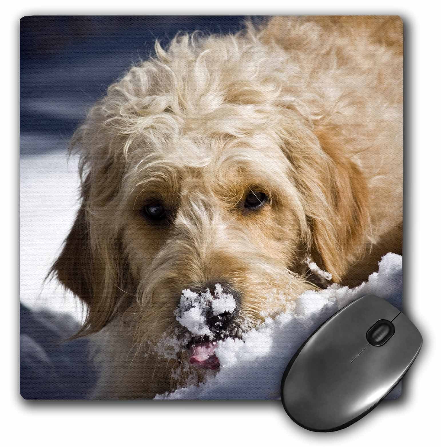 3dRose Goldendoodle Dog US32 Zandria Muench Beraldo Mouse Pad 8x8 Inch