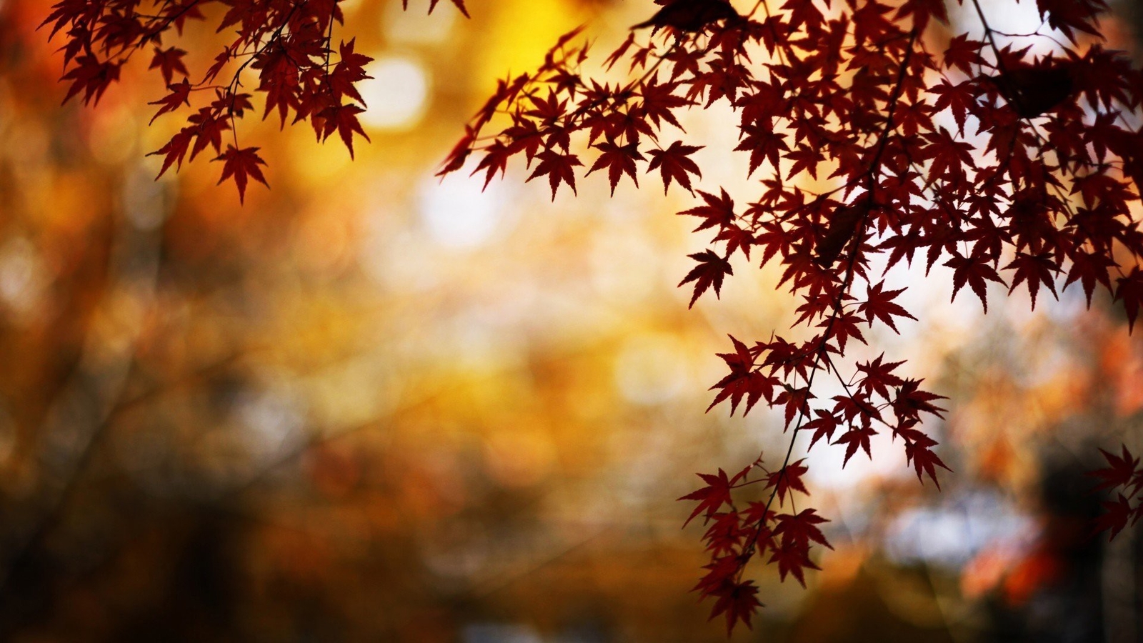 Landscape nature trees leaves bokeh maple lights fall Custom Gaming Mat Desk
