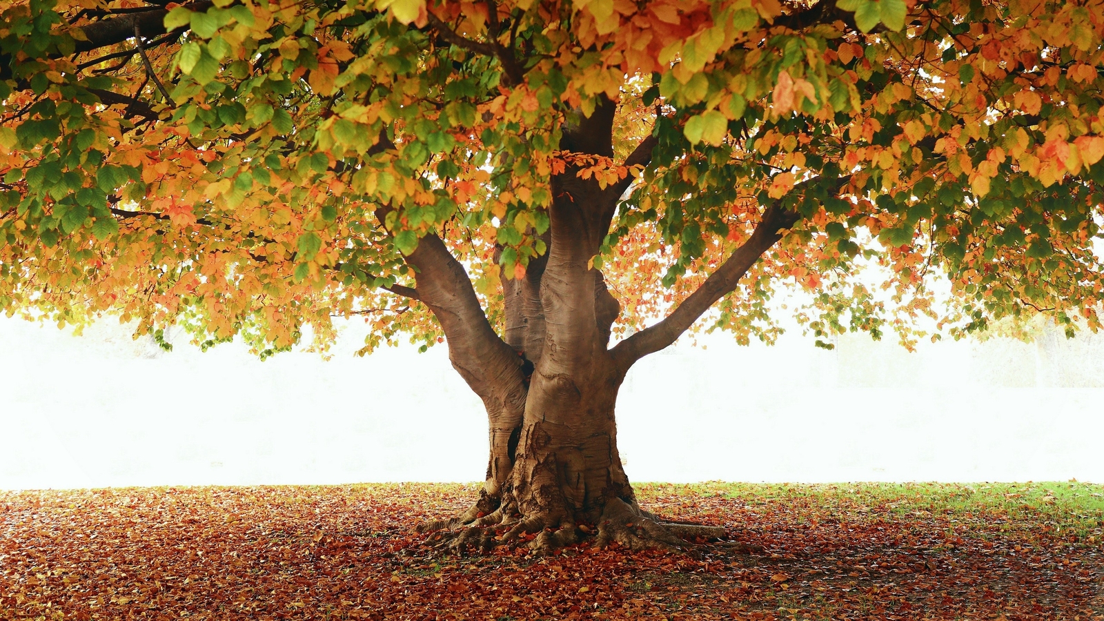 Landscape outdoors fall fallen leaves plants trees Custom Gaming Mat Desk