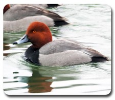 Redhead Drake Duck ~ Mousepad / PC Mouse Pad ~ Gifts for Hunter Hunting Outdoors picture