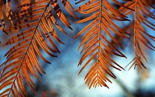 Landscape nature leaves fall Custom Gaming Mat Desk picture