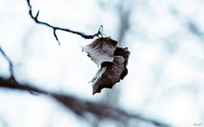 Landscape nature leaves fall macro depth of Custom Gaming Mat Desk picture