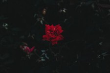 Landscape red flowers dark Custom Gaming Mat Desk picture