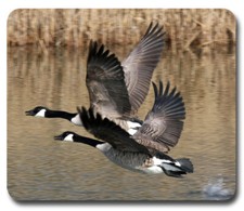 Canada Geese Flying ~ Mousepad / PC Mouse Pad ~ Gifts Hunter Hunting Outdoors picture