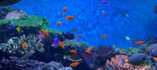 Calm And Relaxing Peaceful Video Screen Saver Fish Tank Aquarium PC Computer picture