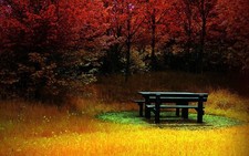 Landscape fall bench colorful trees nature Custom Gaming Mat Desk picture