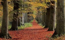 Landscape nature red trees leaves path fall Custom Gaming Mat Desk picture
