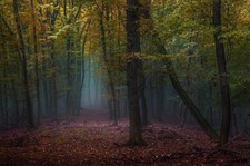 Landscape mist forest fall leaves path trees nature Custom Gaming Mat Desk picture