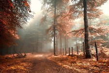 Landscape trees fall fallen leaves nature Custom Gaming Mat Desk picture