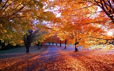 Landscape leaves fall trees fallen Custom Gaming Mat Desk picture