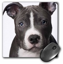 3dRose American Pit Bull Terrier Puppy MousePad picture