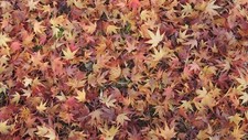Landscape leaves fall maple ground fallen outdoors Custom Gaming Mat Desk picture