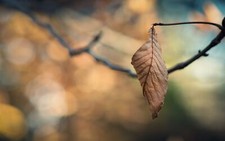 Landscape leaves plants bokeh fall Custom Gaming Mat Desk picture