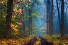 Landscape mist forest leaves grass trees fall nature Custom Gaming Mat Desk picture