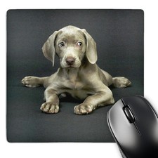 3dRose LLC 8 x 8 x 0.25 Inches Mouse Pad, Weimaraner Puppy (mp_1094_1) picture