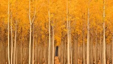 Landscape trees fall nature Custom Gaming Mat Desk picture