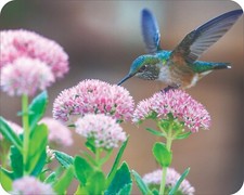 HummingBird Wild Life Flower Art Colorful  Art Mousepad 7 x 9 Art mouse pad picture