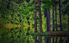 Landscape summer trees forest lake reflection spruce Custom Gaming Mat Desk picture