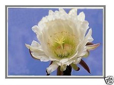 DELL DP/N: KX2MW 0KX2MW LED LCD Screen 14
