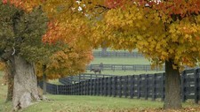 Landscape fall forest horse Custom Gaming Mat Desk picture
