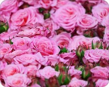 Pink Roses Flowers Floral  Photo Art Designs Novelty Mouse Pad picture